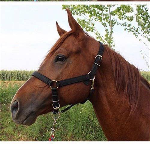 I'm a black, 1 metre tall horse